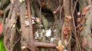 African Spiritual Healer | African Healer in Canada ,  27735584255 UK